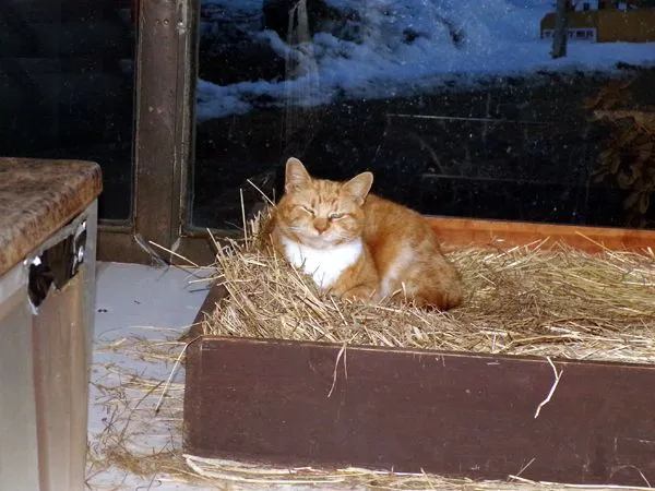 Dennis in haybox crop March 2023.jpg