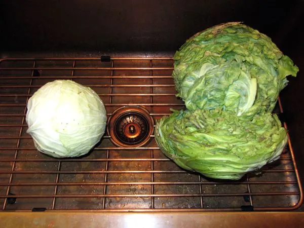 Sauerkraut - 2 cabbages crop Sept 2024.jpg