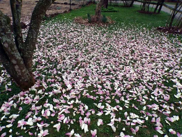 Magnolia - carpet of petals crop April 2023.jpg