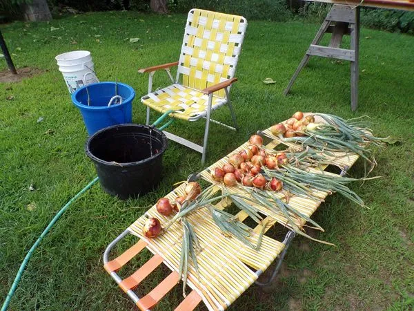 Cleaning onions crop August 2022.jpg