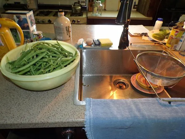 Green beans - second harvest crop July 2021.jpg