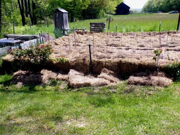 Big rose, hibiscus, mt laurel mulched crop May 2024.jpg