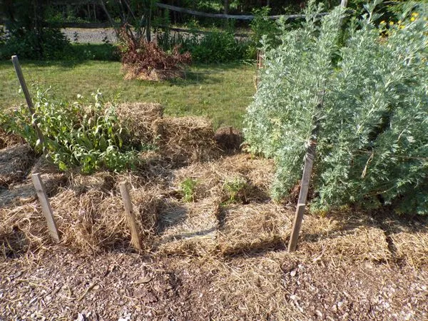 New Herb - Row 1, mulch1 crop June 2021.jpg