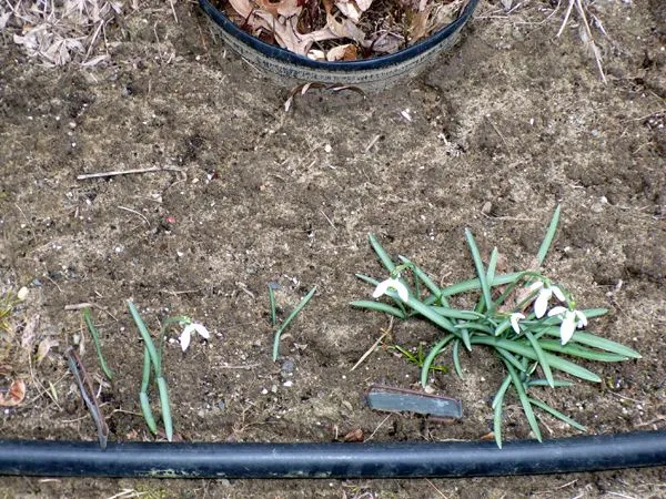 Old North - snowdrops flowering crop April 2023.jpg