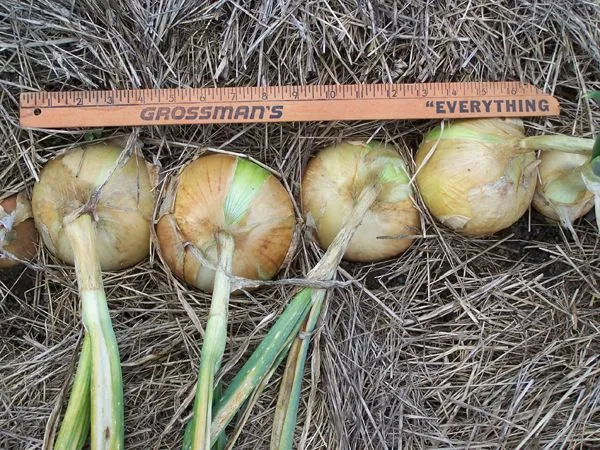 Walla Walla onions1 crop Aug. 2014.jpg