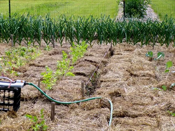 Big garden - celery and leeks mulched crop June 2024.jpg