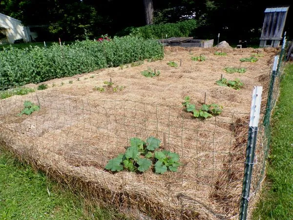 Small garden - mid crop June 2024.jpg