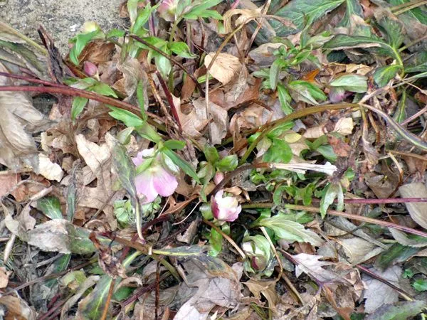 New North - hellebore flowers crop April 2023.jpg