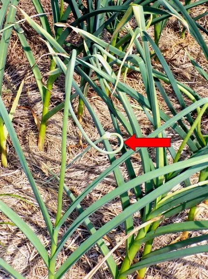 Big garden - garlic scapes2 text crop June 2024.jpg