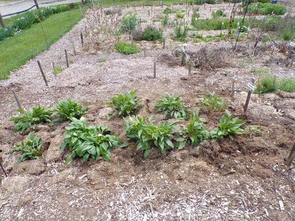 New Herb - Row 7, echinacea crop May 2021.jpg