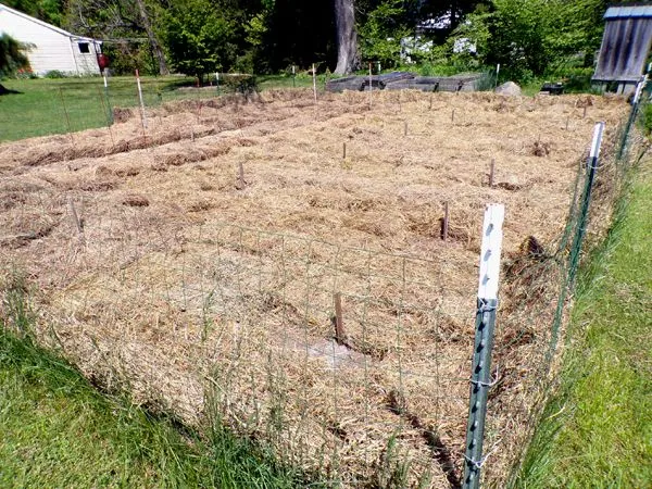 Small garden - mulching done crop May 2024.jpg