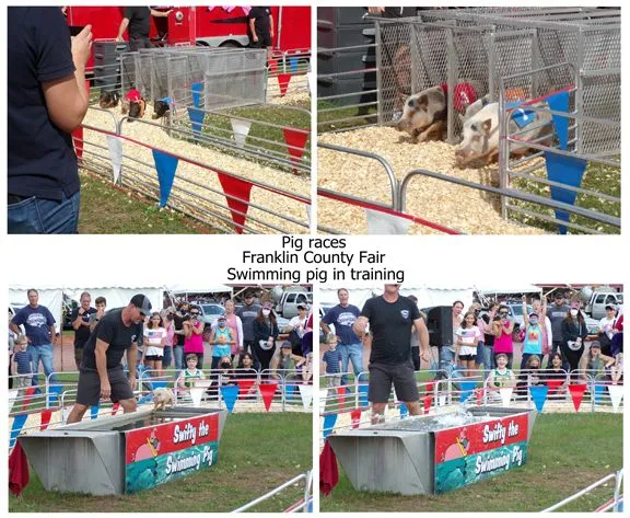 Fair - pig races text crop Sept. 2021.jpg