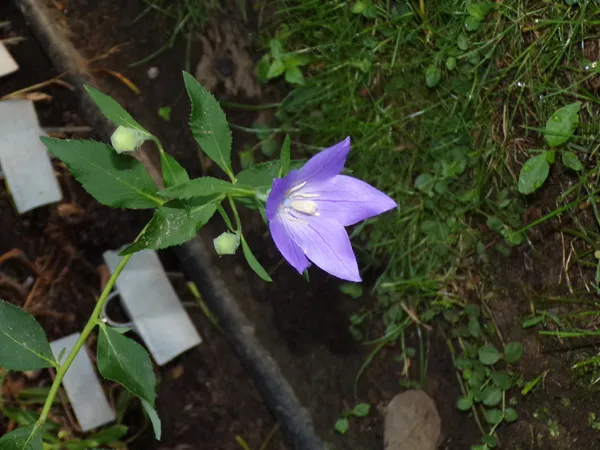 East Shed - 1st balloonflower crop July 2024.jpg