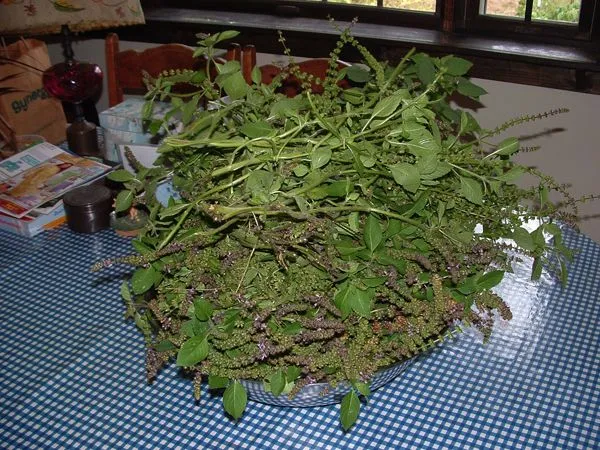 Tulsi basil for dehydrator2 crop Sept. 2022.jpg