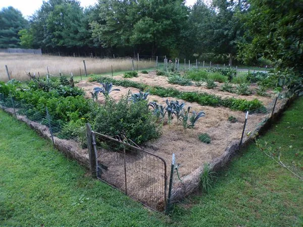 Big garden crop late August 2022.jpg