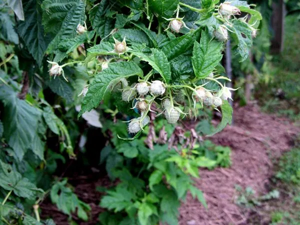 Anne raspberry - another flush crop August 2024.jpg