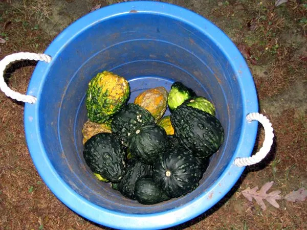 Tote of gourds crop Oct 2024.jpg