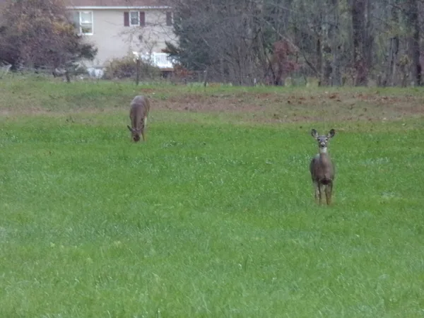 Deer3 crop Oct. 2021.jpg