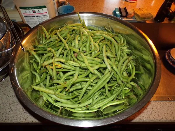 Biggest bowl of green beans crop August 2022.jpg