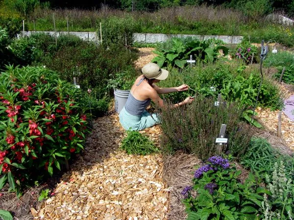 New Herb - Row 5, Phoebe deadheading crop August 2024.jpg