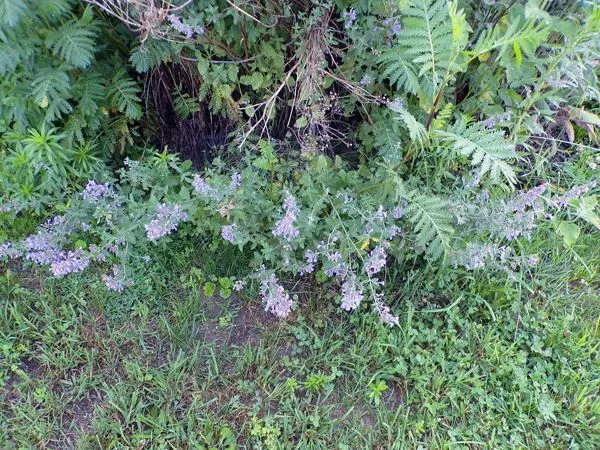 West Herb - catmint crop June 2021.jpg