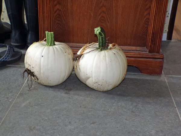 Ruined white pumpkins crop August 2021.jpg