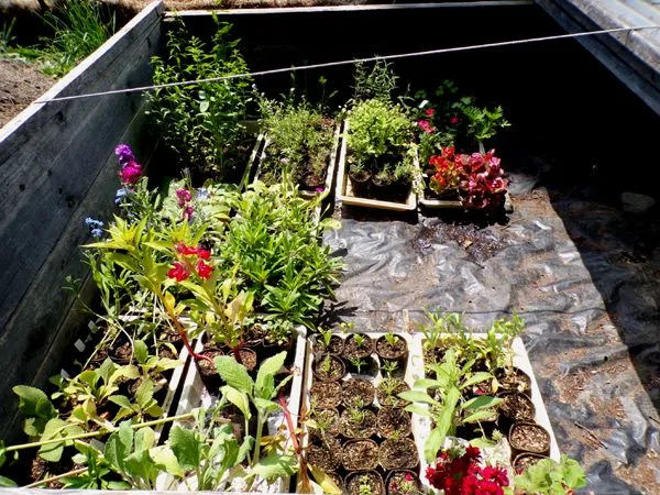 Cold frame - to be planted crop June 2024.jpg