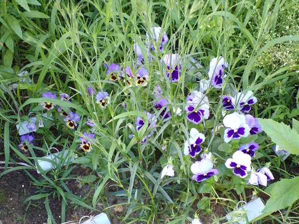 East of Steps - pansies, maiden pink crop June 2021.jpg