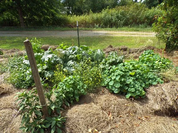 Big garden - mesclun beds crop August 2022.jpg