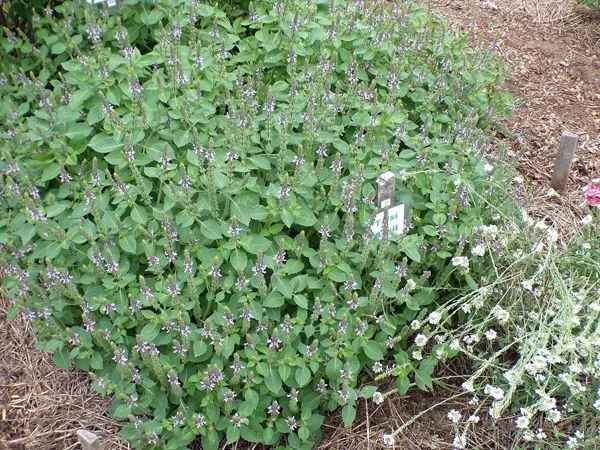 New Herb - Row 3, Tulsi basil crop August 2021.jpg