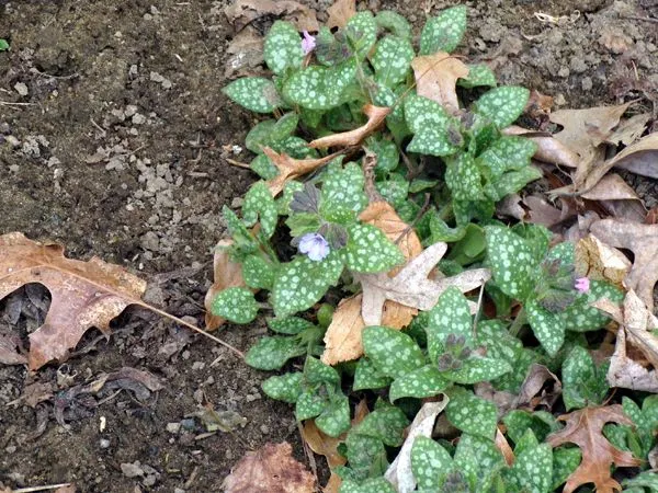 New East - lungwort flowers crop April 2023.jpg