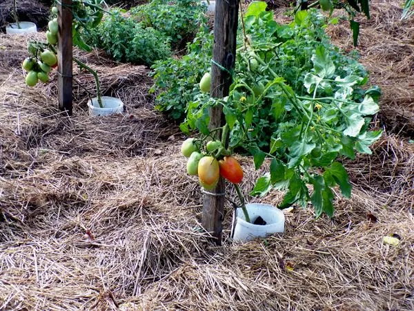 Big garden - paste tomatoes ripening crop August 2024.jpg
