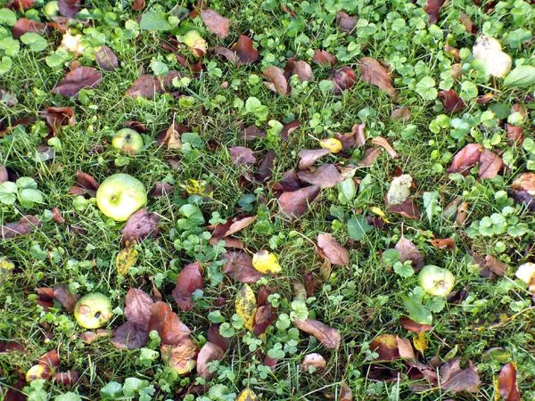 MacIntosh - leaf drop, apple drop crop August 2024.jpg