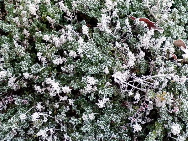 Walkway - frosted creeping thyme crop Nov. 2023.jpg