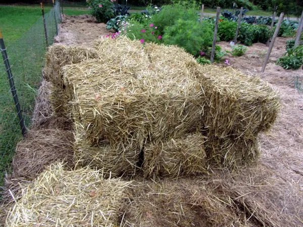 More mulch hay crop Sept 2024.jpg