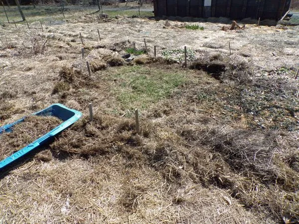 Big garden - creeping veronica before crop March 2021.jpg