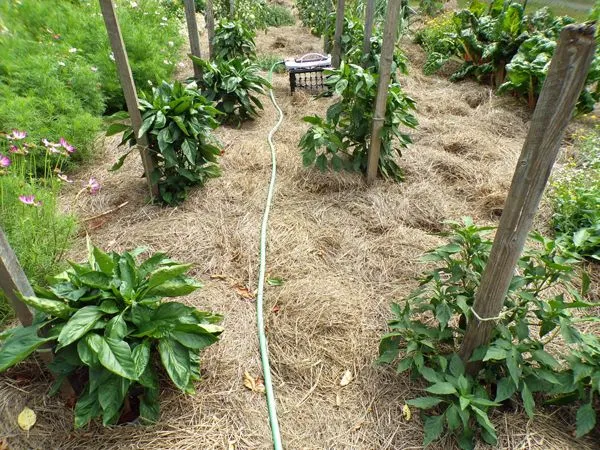 Big garden - peppers crop August 2022.jpg