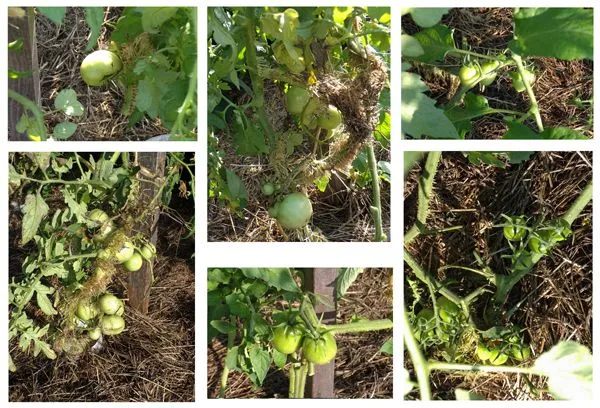 Big garden - tomatoes collage crop July 2021.jpg