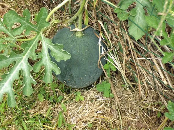 Small garden - Sugar Baby watermelon on fence crop August 2022.jpg