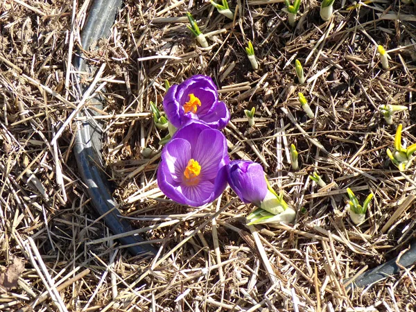 Big garden - purple jumbo crocus flowering crop March 2021.jpg