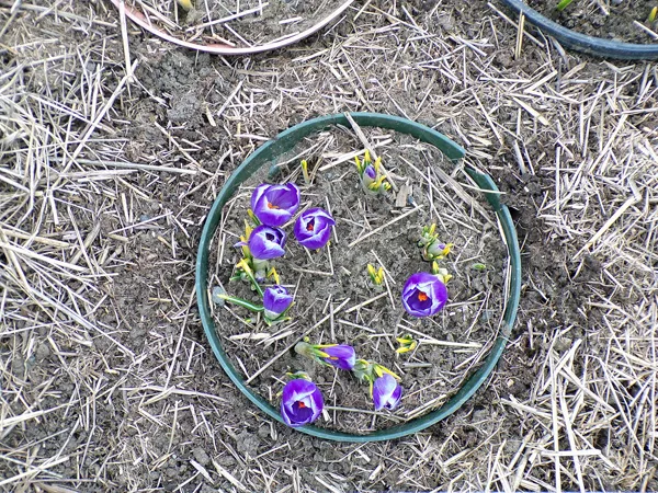 Big garden - Area 1 jumbo tipped purple crocus crop March 2021.jpg