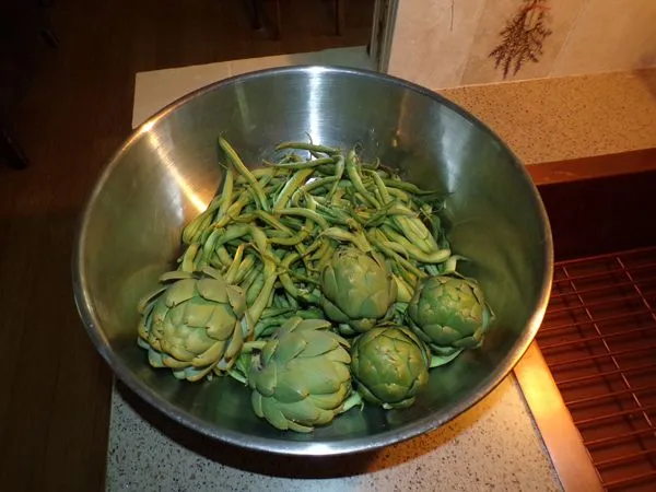 Artichokes and beans crop August 2022.jpg