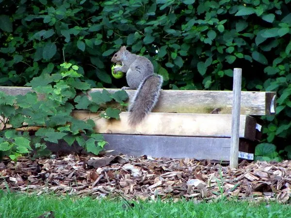 Squirrel with apple crop August 2024.jpg