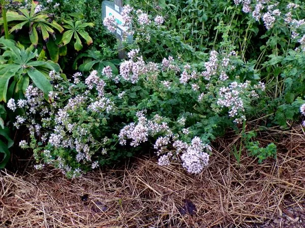 New Herb - Row 7, oregano flowers crop July 2024.jpg