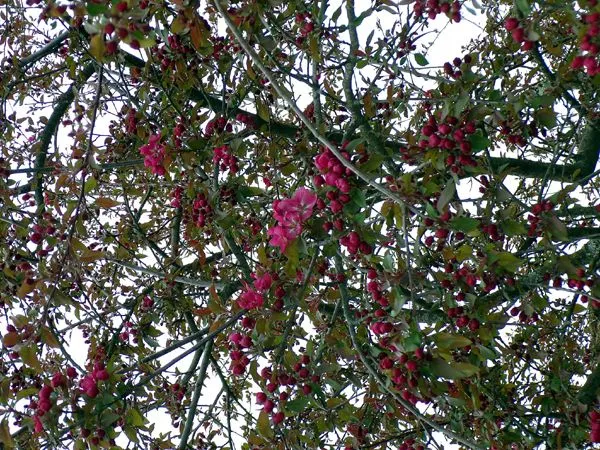 Crabapple - flowers opening crop April 2024.jpg