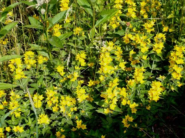 Second Fence - yellow loosestrife crop June 2024.jpg