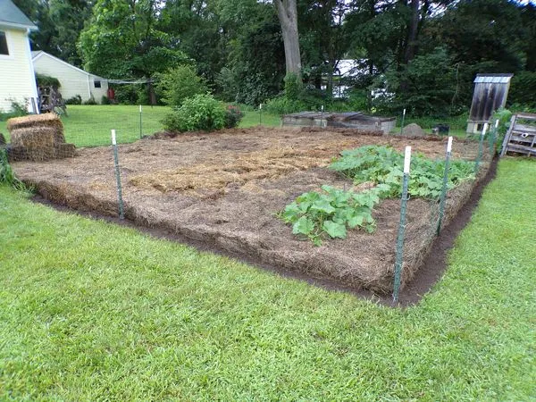Small garden - perimeter started crop July 2021.jpg