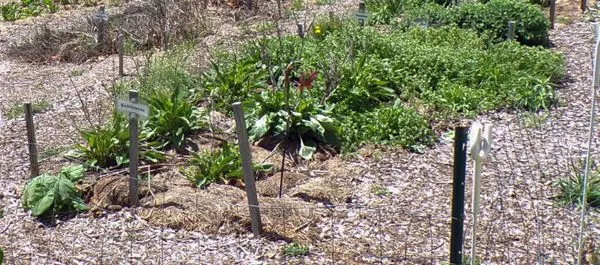 New Herb echinacea crop1 May 2021.jpg