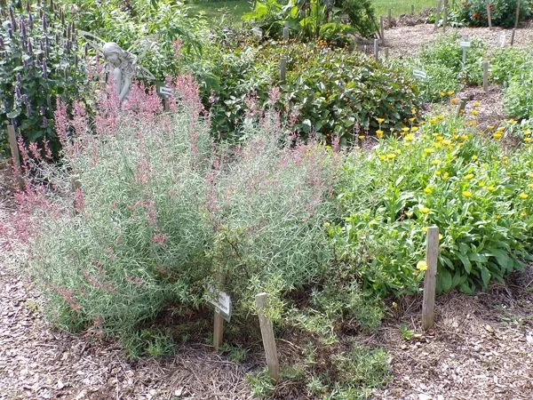 New Herb - Row 3, sunset hyssop, French tarragon, calendula crop Sept. 2021.jpg