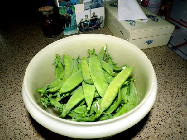 Sugar pod peas crop June 2024.jpg